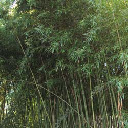 Bambu Phyllostachys humilis